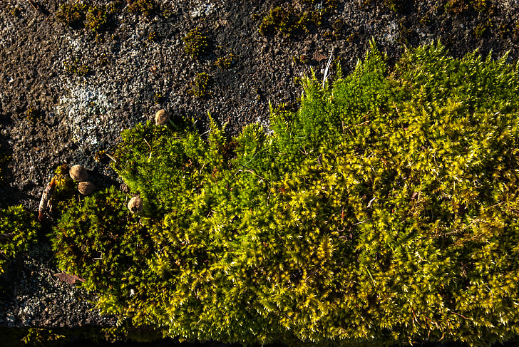lichene, muschio, pietra, natura, pianta, all'aperto
