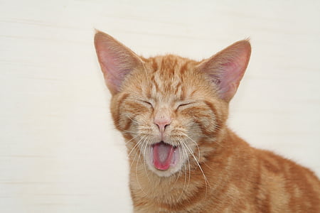 cat, pet, yawn, animal, feline, cats and dogs, ginger