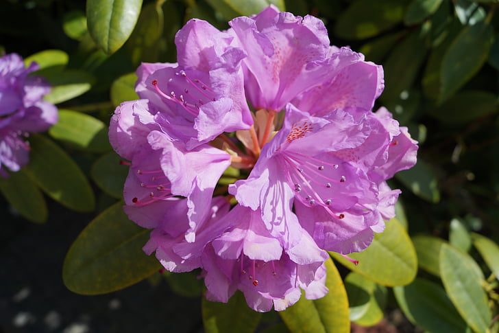 Rhododendron, Aed, lilled, loodus, taim, lill, lehed