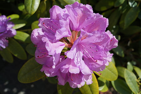 Rhododendron, Garten, Blumen, Natur, Anlage, Blume, Blatt