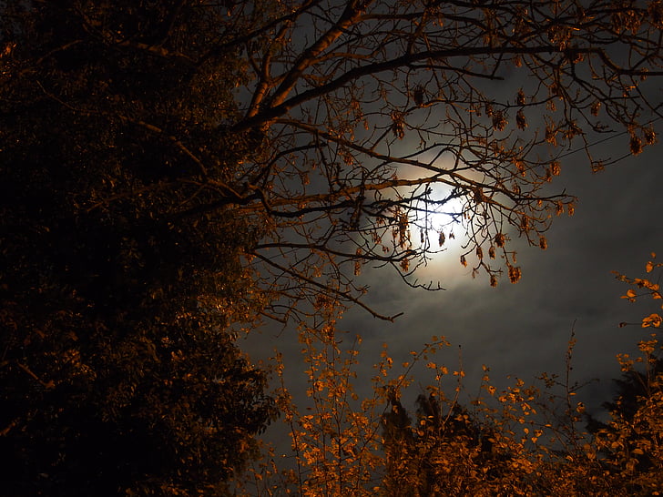 супер місяць, Листопад, 2016, supermoon, дерево, Природа, Осінь