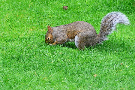 grey squirrel, burying nut, rodent, squirrel, animal, mammal, grass