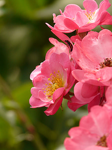 ökade, rosa blomma, Rosa, lukt, kronblad, makro, Stäng