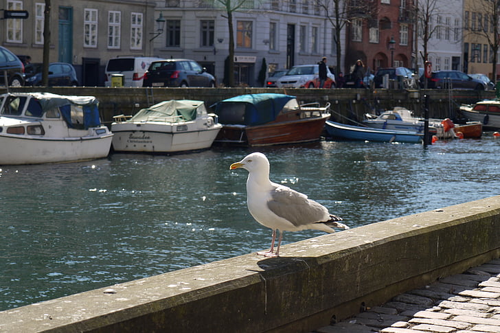 Чайка, птица, животните, Копенхаген