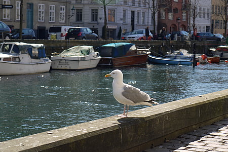 Чайка, птица, животните, Копенхаген