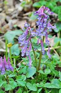 purple flowers, woodland flowers, violets, wood, violet, spring, forest