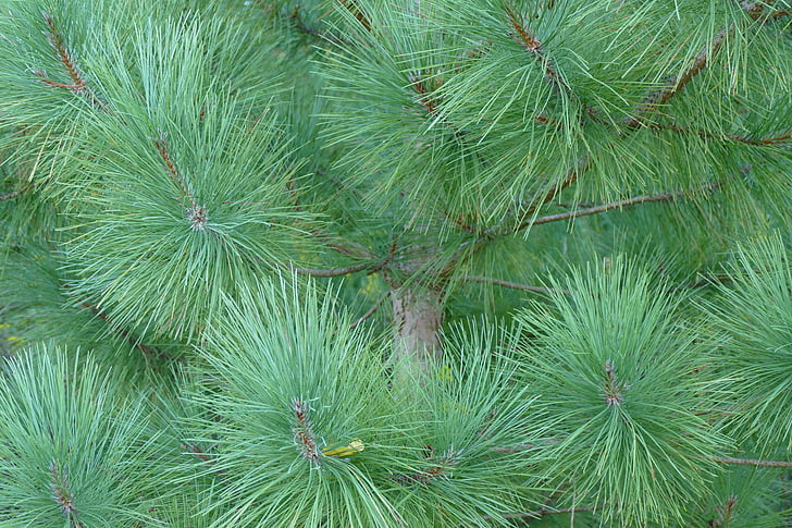 pin, arbre, arbre de pin, nature, Forest, Evergreen
