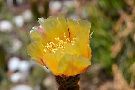 kukka, Cactus, kukinnan kaktuskasvit, Puutarha