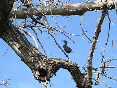 bird, cormorant, double-crested, tree, limb, branch, frame