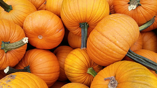 abóbora, laranja, Outono, Outono, colheita, Outubro, vegetal