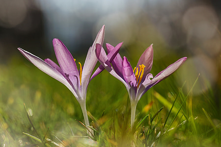 Крокус, Дикий, фиолетовый, фиолетовый, Волшебная весна, Природа, яркий
