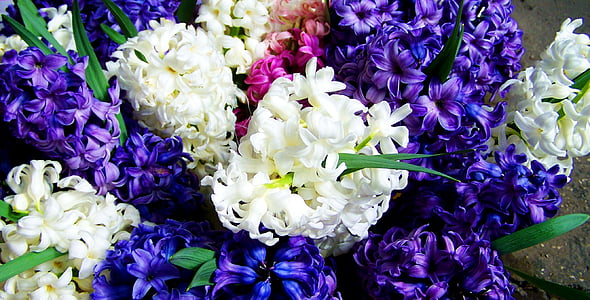 hyacinty, zmiešané farby, modrá a biela, jar