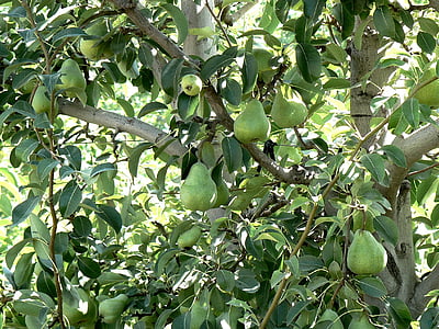 pears, plant, nature, green, fruit, food, agriculture