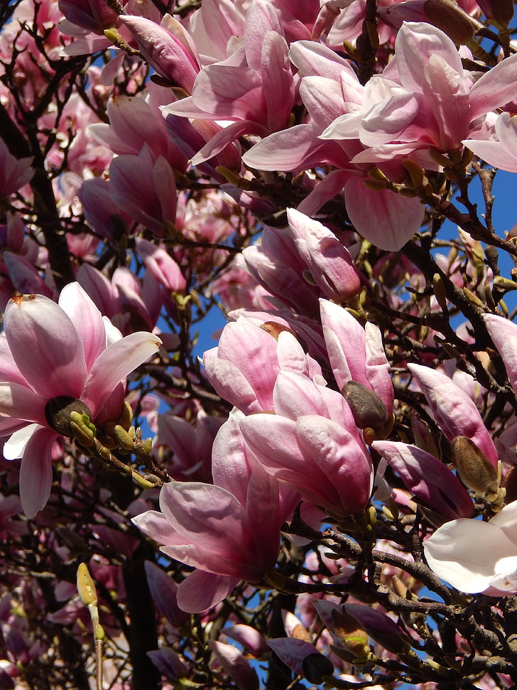 flores, árvore, Ramos, -de-rosa, Primavera