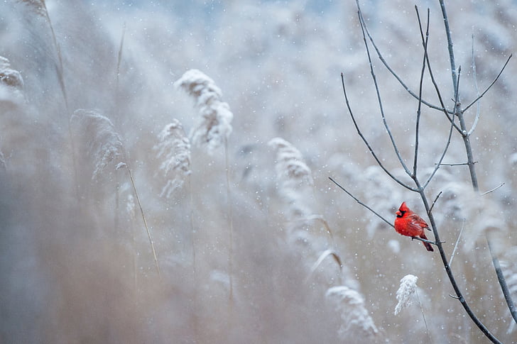 cardenal, ocell, arbre, vermell, branca, herba, l'aire lliure