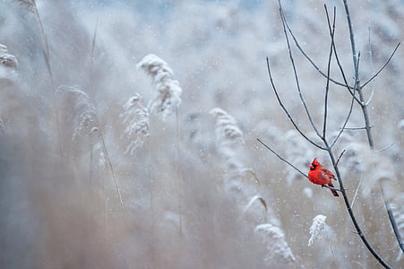 cardinal, bird, tree, red, branch, grass, outdoor