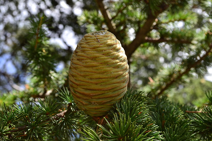 pine cone, the sun, nature