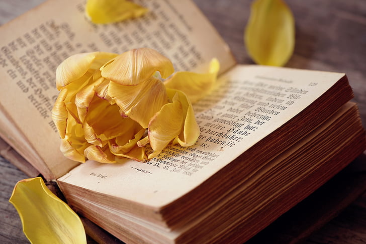 tulip, flower, yellow orange, blossom, bloom, petals, book