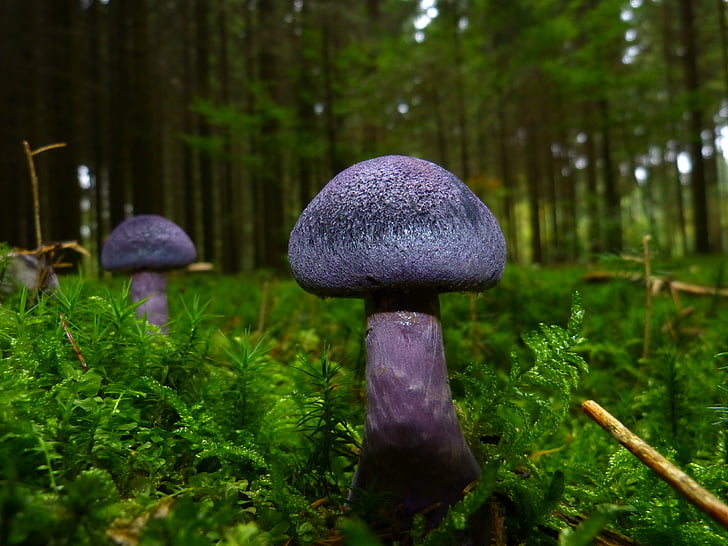 버섯, 가, 바이올렛, 블루, 숲 바닥, 모스, dunkelvioletter schleierling