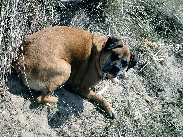 német boxer, kutya, PET, tenger, dűne, természetesen, kutya megjelenés