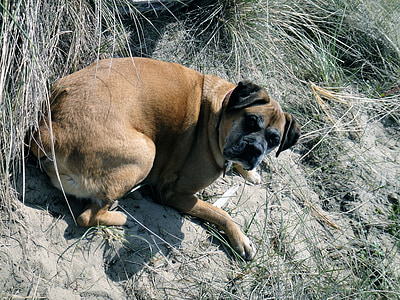 독일 복 서, 개, 애완 동물, 바다, 모래 언덕, 물론, 개 보기