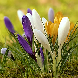krokus, bloem, kleurrijke, lente, natuur, lente, plant