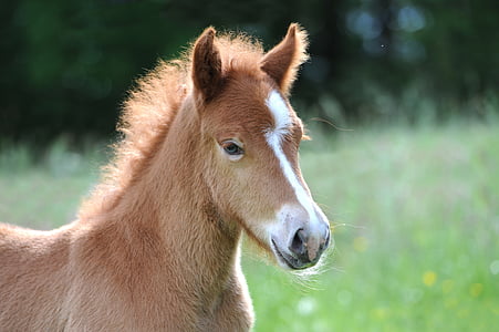 子馬, アイスランドの子馬, アイスランドの馬, かわいい, 馬, 甘い, 動物