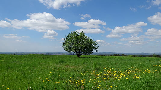 paesaggio, Polonia, albero, natura