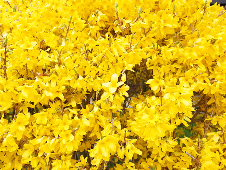 Forsythia, virágok, ágak, sárga, arany lila, virág, Bush, Forsythia-virágok