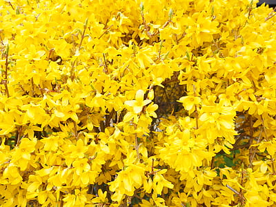 forsythia, blossoms branches, yellow, gold lilac, flower, bush, forsythia flowers