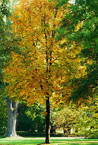 větev, estetické, stromy, listy, dub, Dubový list, dubové listí