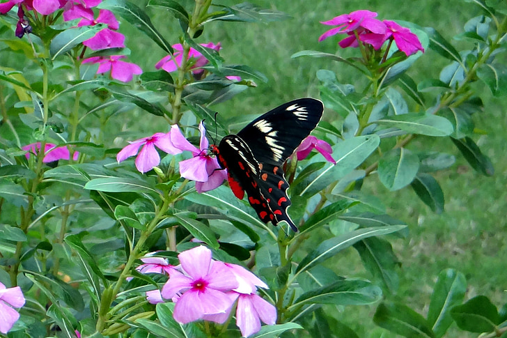 Rosa de color carmesí, papallona, pachliopta hector, cua de Oreneta Papallona, Dharwar, l'Índia