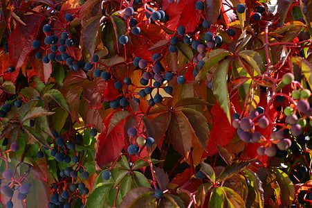 frutas, fruta, vino ornamental, planta, Bush, otoño, naturaleza