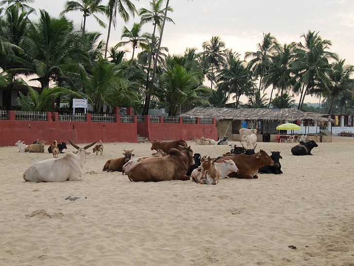 Indie, Goa, pláž, krávy, Palmové stromy