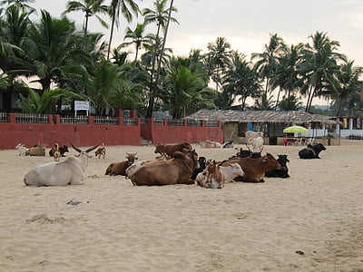 india, goa, beach, cows, palm trees