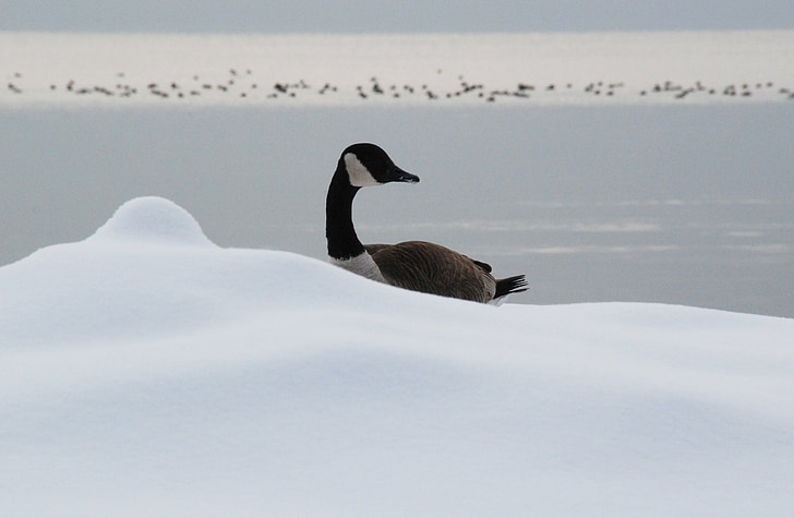goose, cold, snow, ducks, lake, winter, wildlife