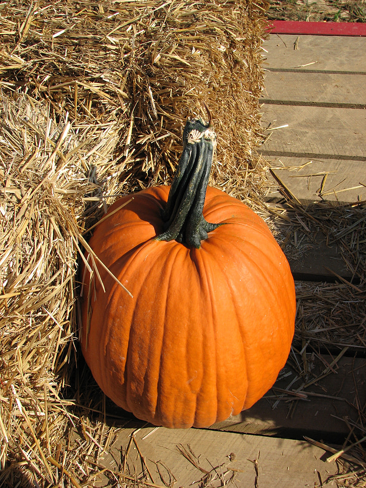 Ķirbīte, Halloween, rudens, oranža, oktobris, svinības, sezonas