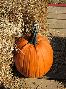 græskar, Halloween, efterår, orange, oktober, fest, årstidens