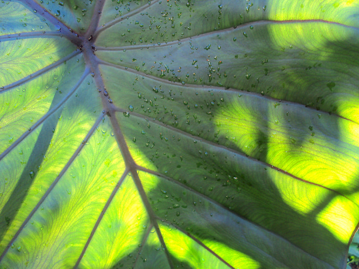 leaf, green, nature, green leaf, flora