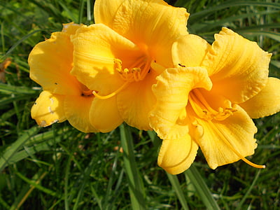 Lily, denivka, žltá, kvet, kvet, rastlín, letné