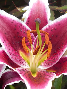 asiatic lily, lily, garden, plant, asiatic, nature, petal