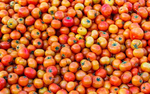 tomaten, plantaardige, tomaat, voedsel, gezonde, vers, organische