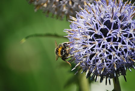 nature, flowers, purple, bee, blooms, bumblebee, insect