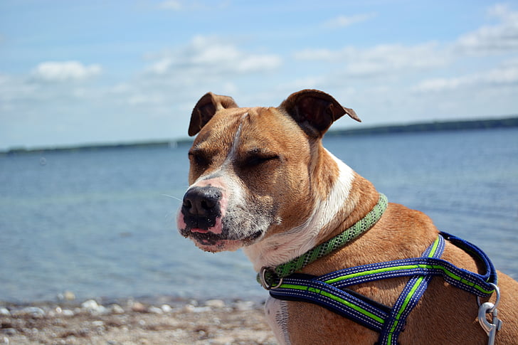 dog, amstaff, american, american staffordshire, pitbull, water, baltic sea