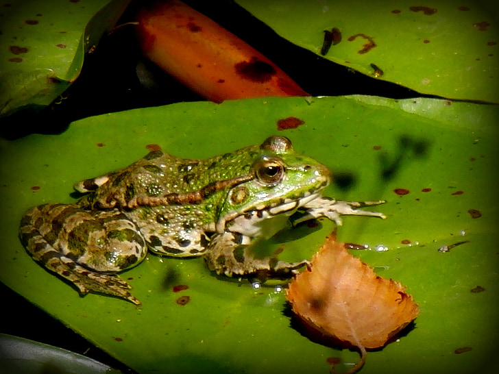 ếch, Gerardo, water lily