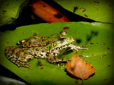жаба, Херардо, водна лилия