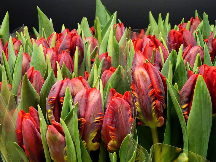 tulpės, raudona, skintos gėlės, denio, tulpė, Gamta, augalų