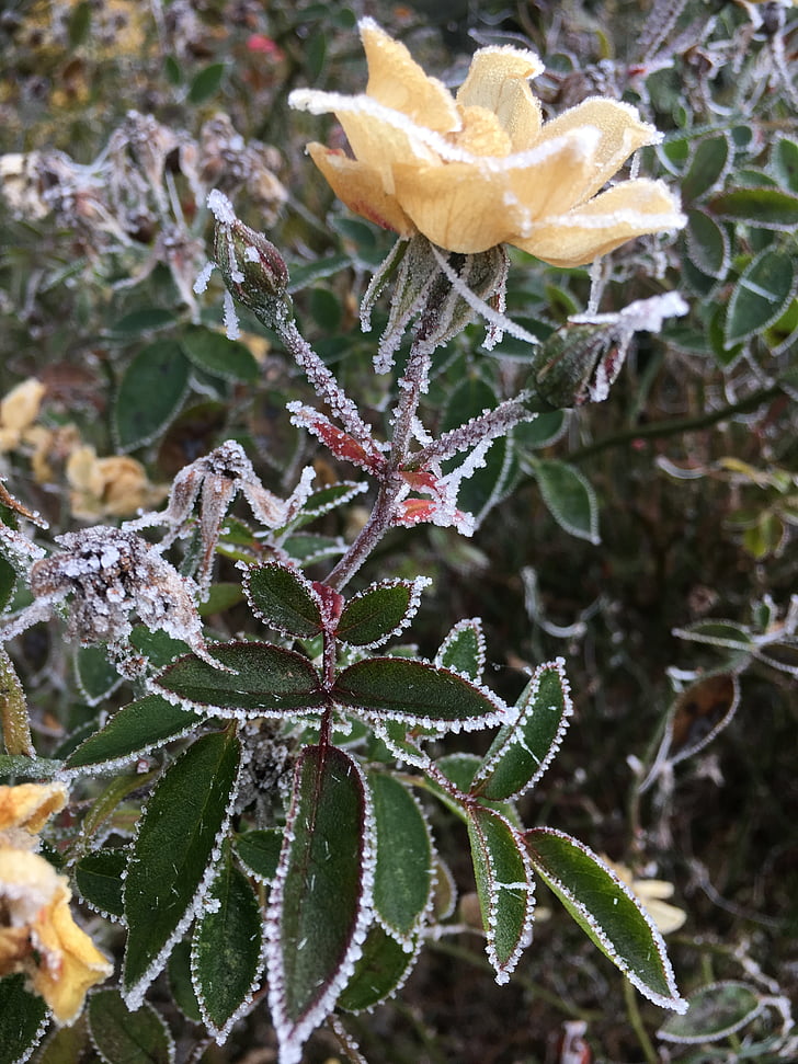 struik rose, Frost, november, blad, natuur, plant, geen mensen