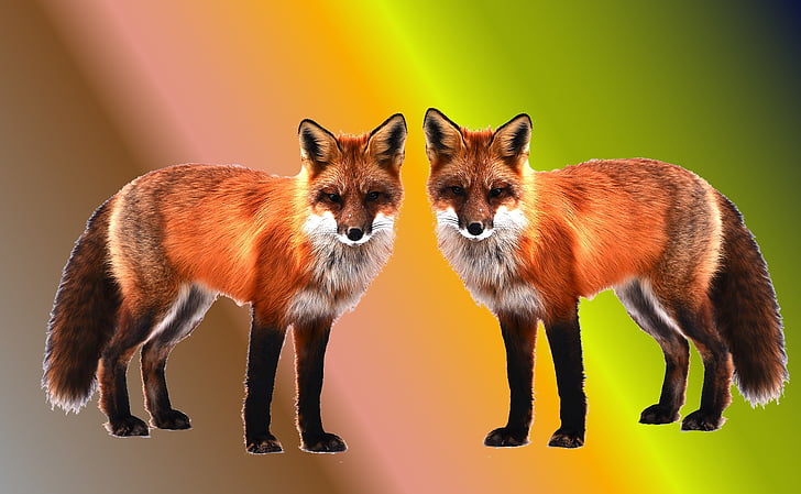 foxes, wallpaper, background, background image, screen background, desktop background