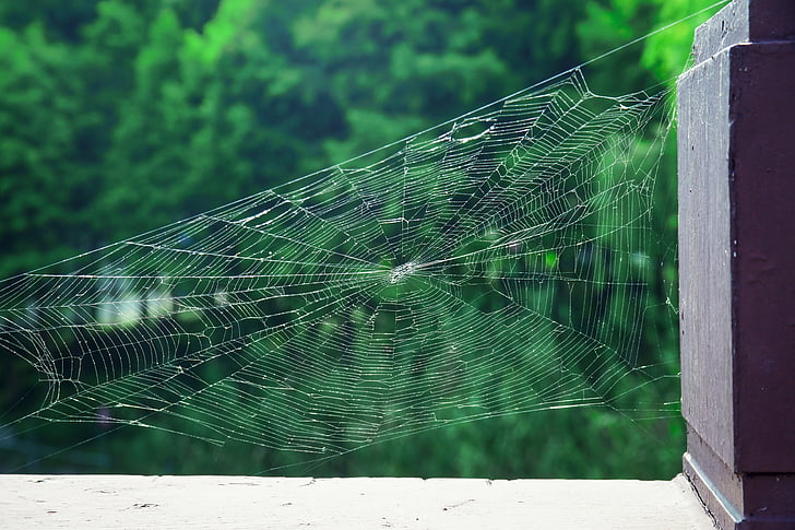 μια αράχνη web, Πάρκο, φυσικό, ιστός αράχνης
